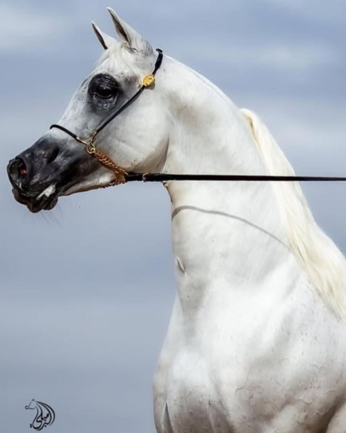 رشمة عرض جمال كابل مع كونشو