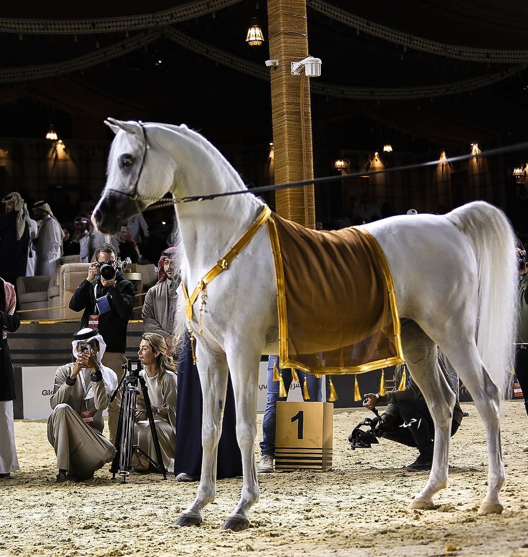 Necklace &amp; Scarf Albisht