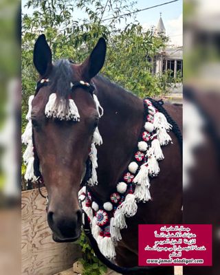 Bridle and breast collar sets / Pro