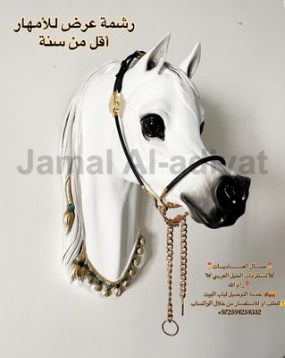 Arabian Show Halter for Foals -Black with Gold Concho — Under 1 Year