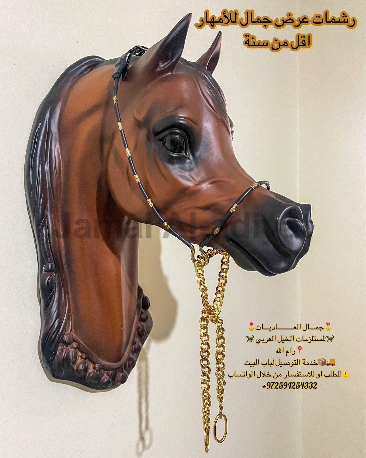 Arabian ​Show Halter for Foals -Gold With Black — Under 1 Year