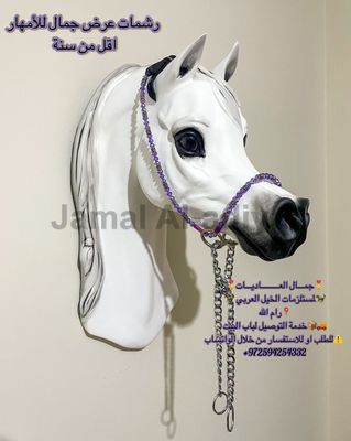 Arabian ​Show Halter for Foals - Purple — Under 1 Year