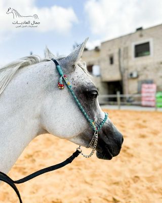 Decorative Arabian Horse Show Halter