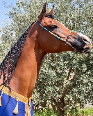 Decorative Arabian Horse Show Halter