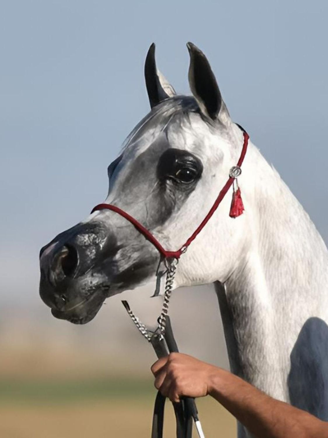 Wool Cable Arabian Show Halter