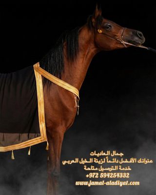 Necklace &amp; Scarf / Brown With Gold