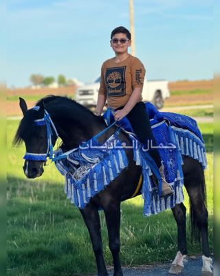ِArabian Saddle With Long Tassel / Royal Blue
