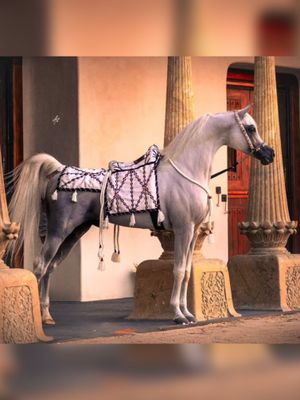 Traditional Levantine Handmade Horse Saddle / With back extension
