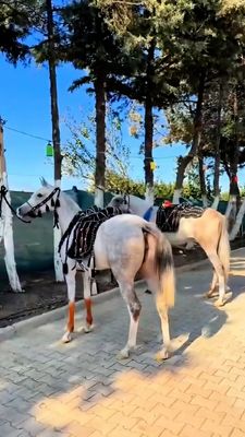 Traditional Levantine Handmade Horse Saddle