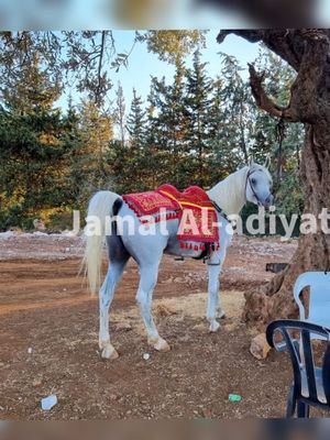 ِArabian Saddle With Normal Tassel / Dark Blue