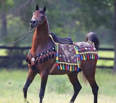 ِArabian Saddle With one Row Wool Tassel /Black With Multi Color