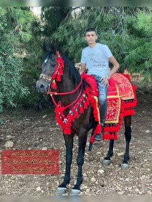 ِArabian Saddle With one Row Wool Tassel/Red