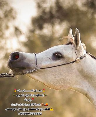 Arabian Horse Head Conchos / Gold. G