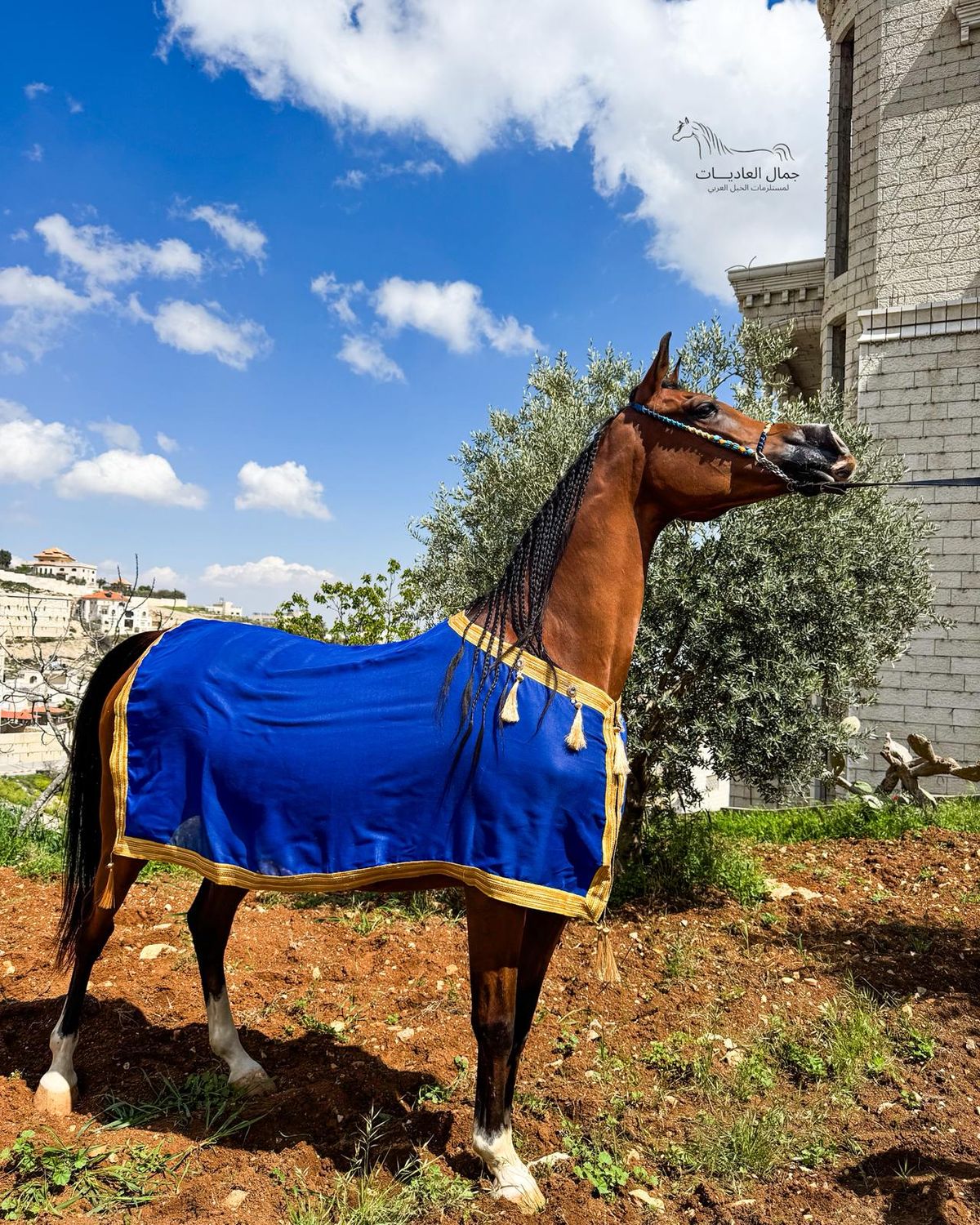 ​Arabian Horse Bisht (Show Blanket) - Royal Blue With Gold