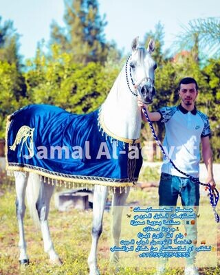 Embroidered Velvet Arabian Horse Blanket /  Red