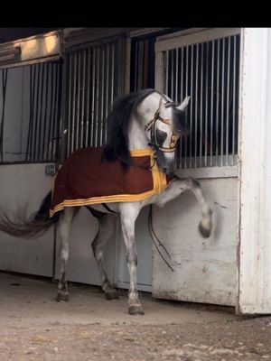 ​Arabian Horse Bisht (Show Blanket) Padded - Black With Gold