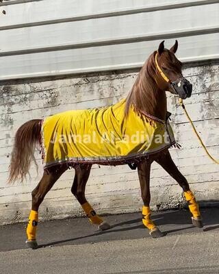Arabian horse show blanket - Velvet / Green