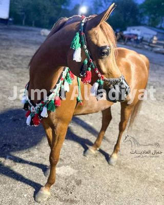 Handmade Wool Arabian Horse Decoration Set –1 Round  of the tassels