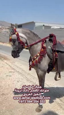 Handmade Wool Arabian Horse Decoration Set (Bit) – 3 Pieces / Burgundy