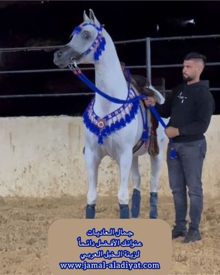 Handmade Wool Arabian Horse Decoration Set (Bit) – 3 Pieces / Blue