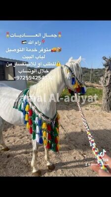 Handmade Wool Arabian Horse Decoration Set –1 Round  of the tassels - 6 Pieces