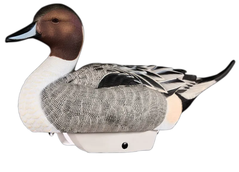 Heyday HydroFoam Pintail - 6 Pack