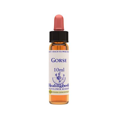 Gorse 10ml