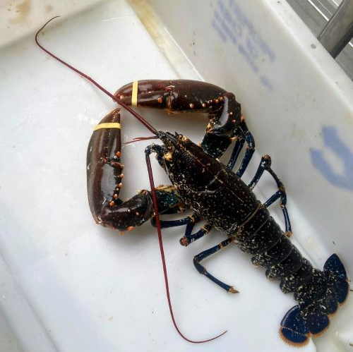 European Lobster