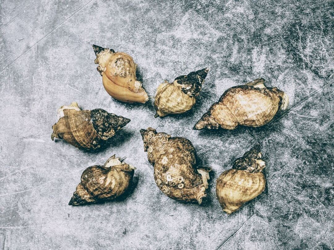 Whelk