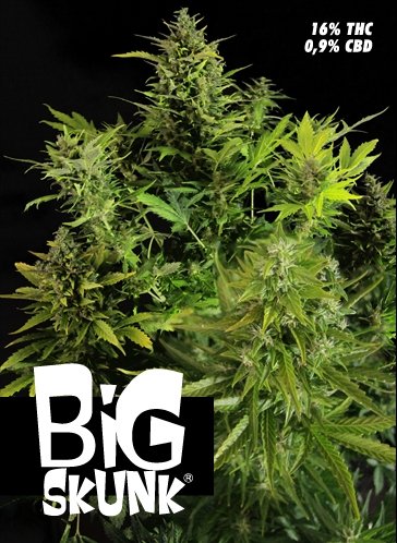 Big Skunk