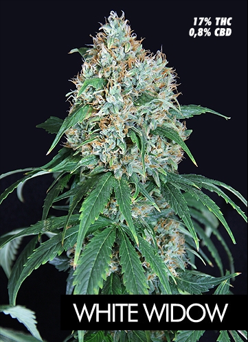 White Widow