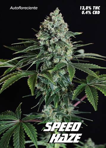 Speed Haze (Autofloreciente)