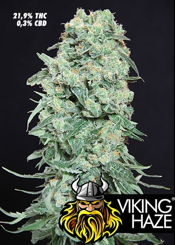 Viking Haze