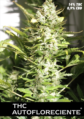 THC Autofloreciente