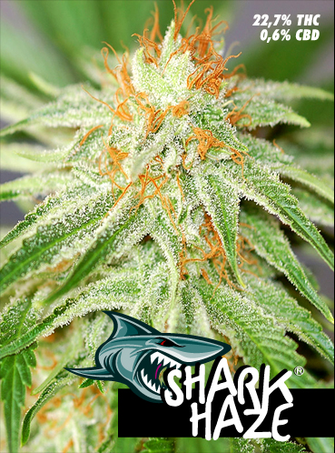 Shark Haze