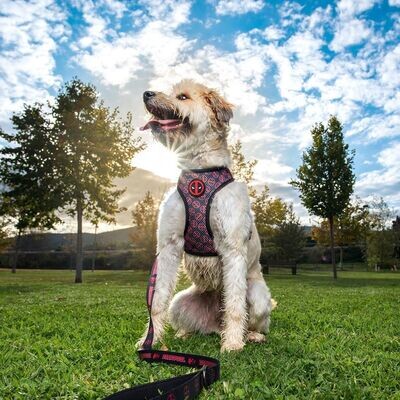 Arnés  Reversible Para Perros Deadpool