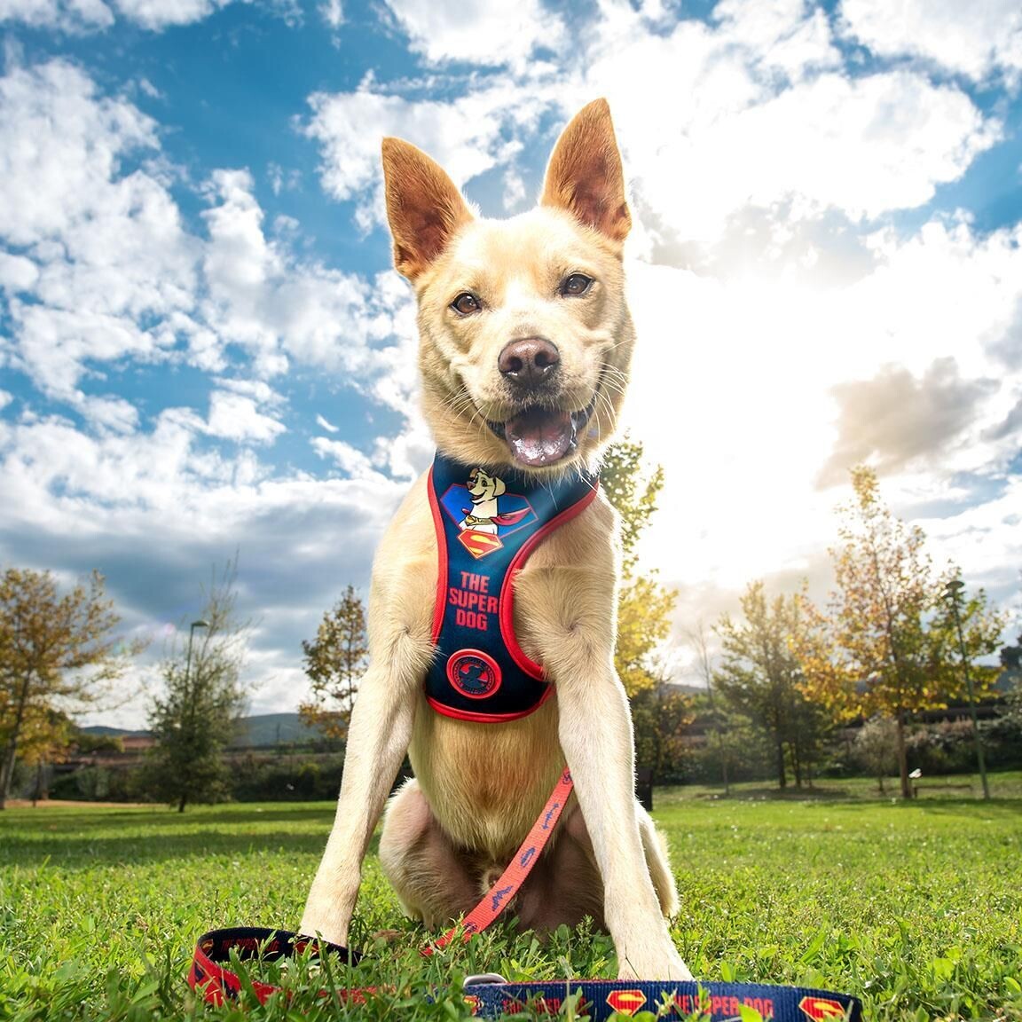 Arnés Reversible Para Perros Superman