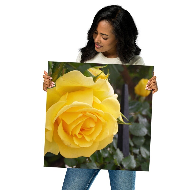 The Rose by Shields Era (18"x18")