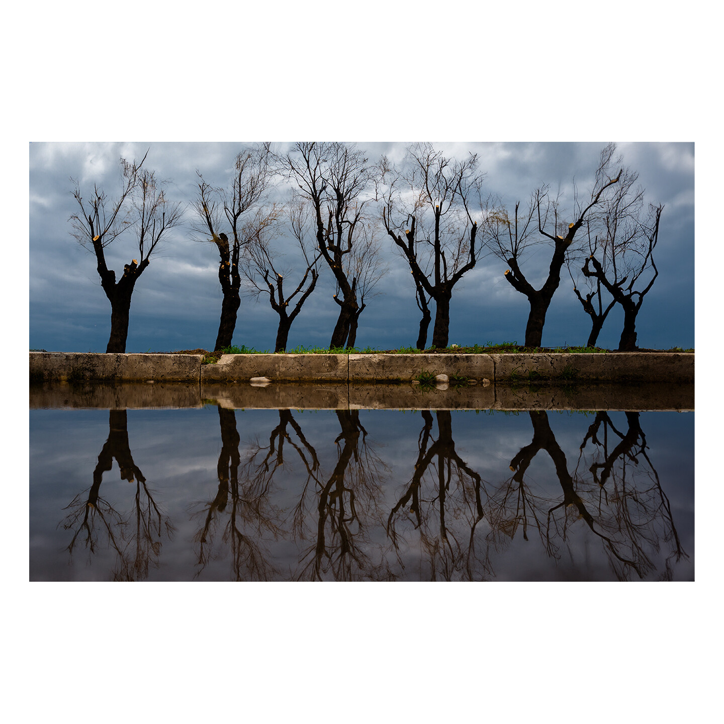 Trees
