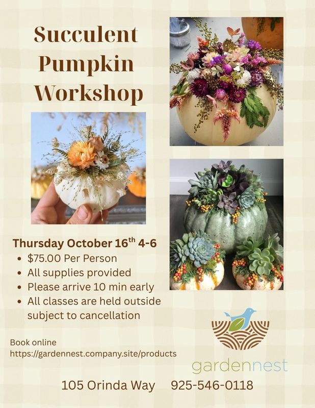 Succulent Pumpkin Workshop Thurs. Oct.16th
