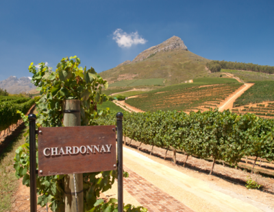 Chardonnay