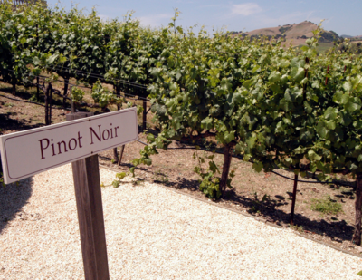 Pinot Noir