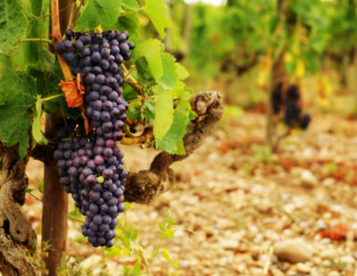 Syrah