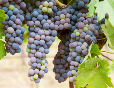 Zinfandel