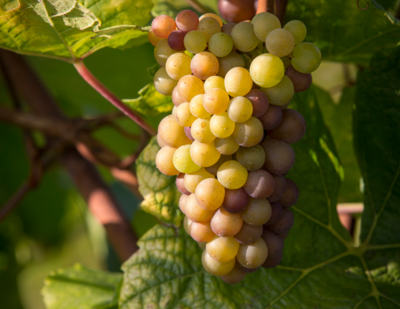 Pinot Gris