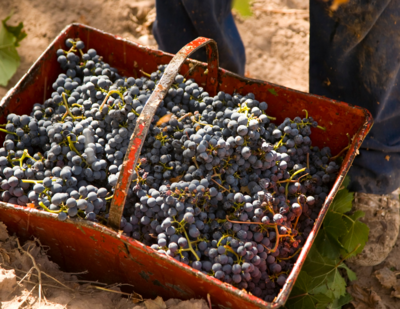 Red Blend
