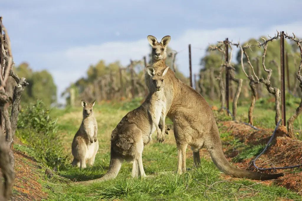 11/18/25 Wine Tasting - Southern Hemisphere: Australia - 6PM