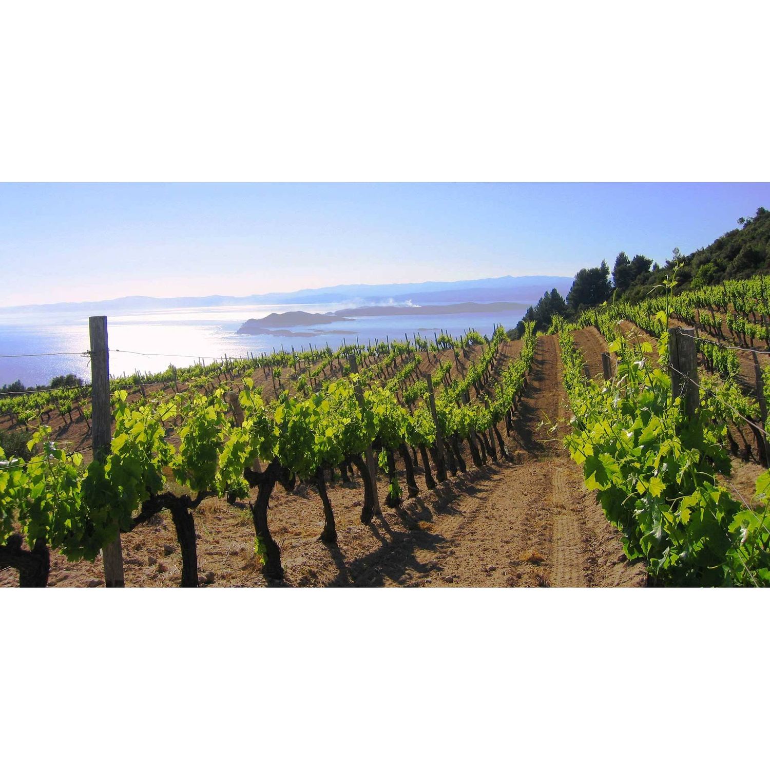 08/05/25 Wine Tasting - Summer in Europe: Greece - 6pm