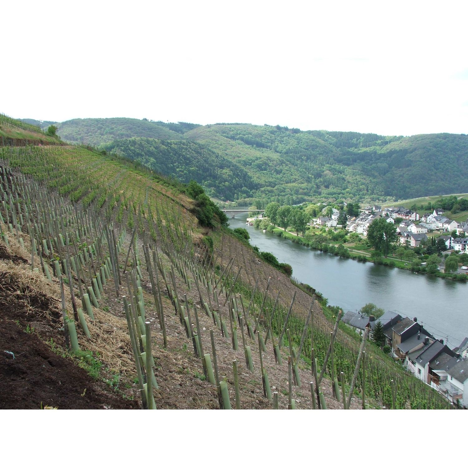 06/24/25 Wine Tasting - Summer in Europe: Germany - 6pm