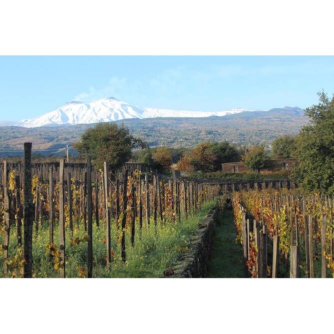 07/08/25 Wine Tasting - Summer in Europe: Sicily - 6pm